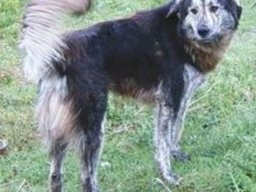 Albanian wolfhound